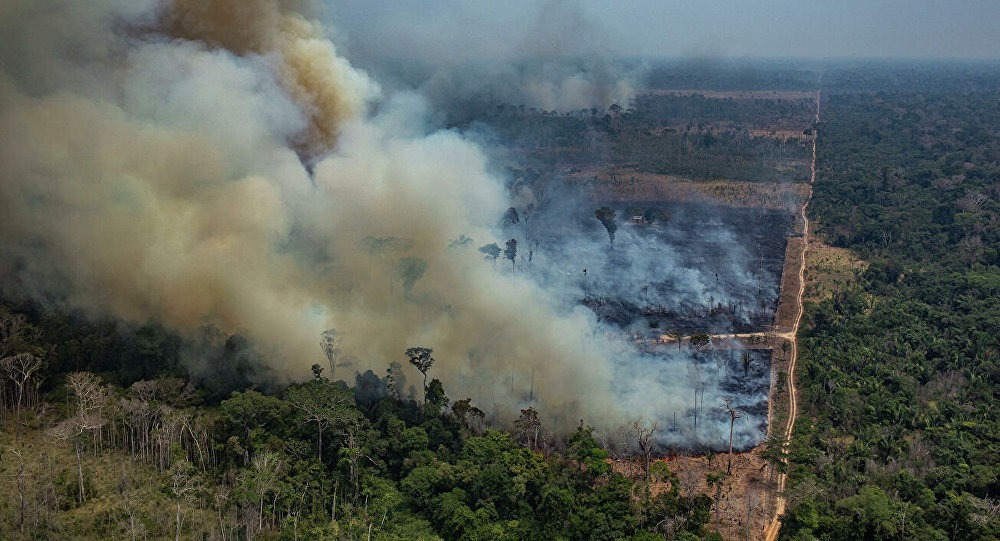 亚马逊森林全年减少4640平方公里