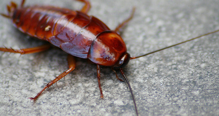 巨大飞蟑螂落户学生厨房让他无物可食 - 俄罗斯卫星通讯社