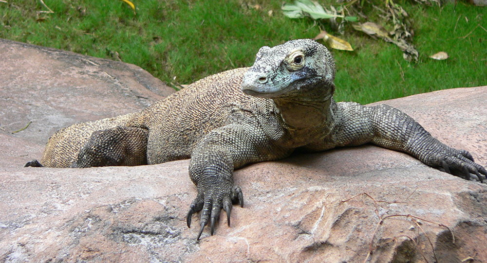 科学家发现了科莫多巨蜥与鸡的亲缘关系