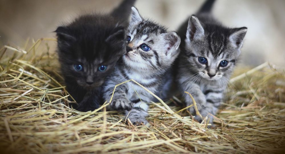 用开水浇烫怀孕母猫致死虐猫男子已被公司开除 俄罗斯卫星通讯社