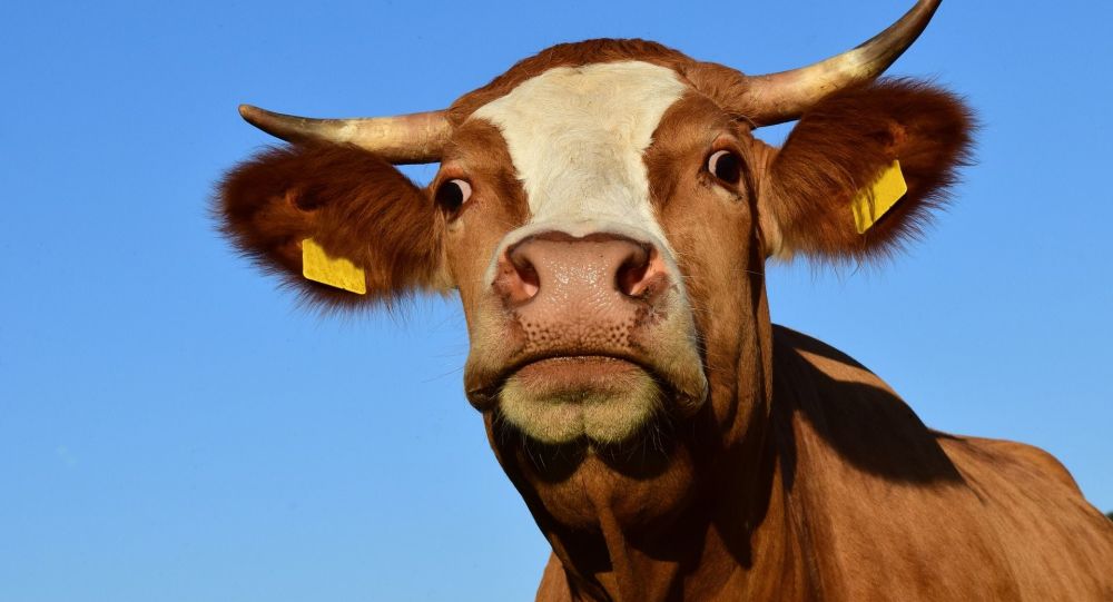 俄农业部：俄罗斯出口商有意向中国开放活牛供应