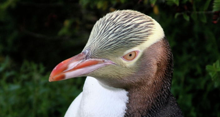 越南动物学家近30年来首次成功拍到越南鼷鹿