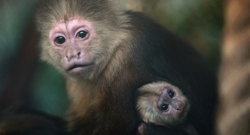 天津动物园为"人脸猴"找对象