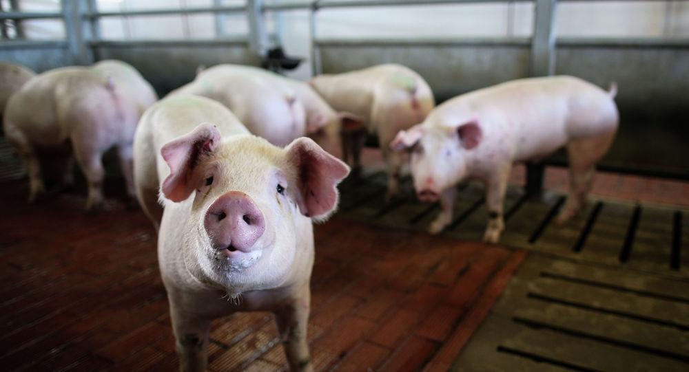中国使用 13 层高的“猪旅馆”来保护生猪免受疾病侵害 