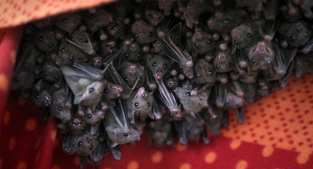 在中国的蝙蝠体内发现新型冠状病毒