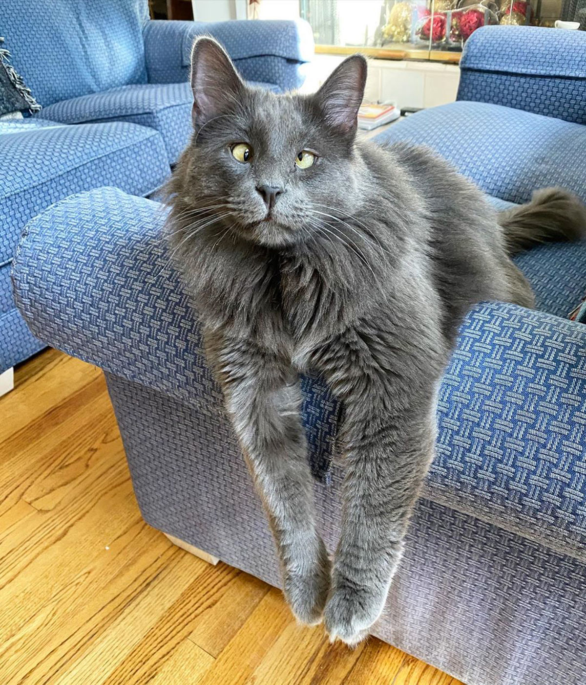 斜眼小猫成为instagram明星