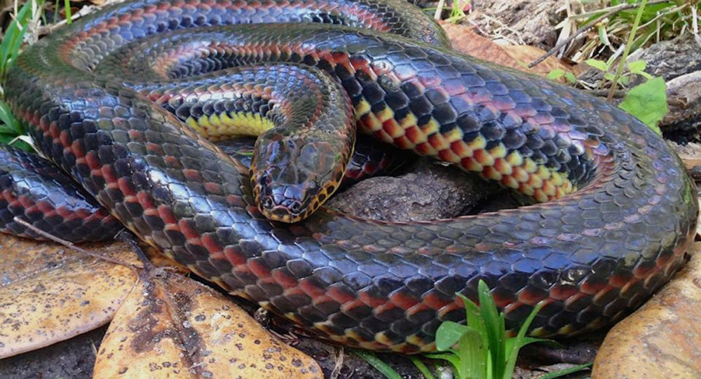 澳大利亚彩虹蛇图片