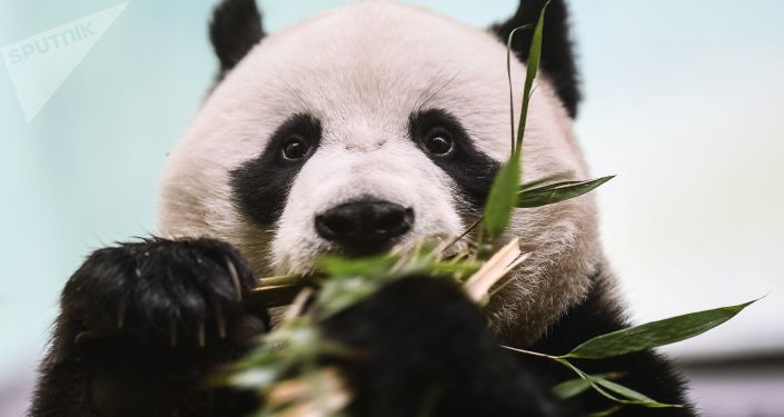 中国租借给法国的大熊猫在再次怀孕