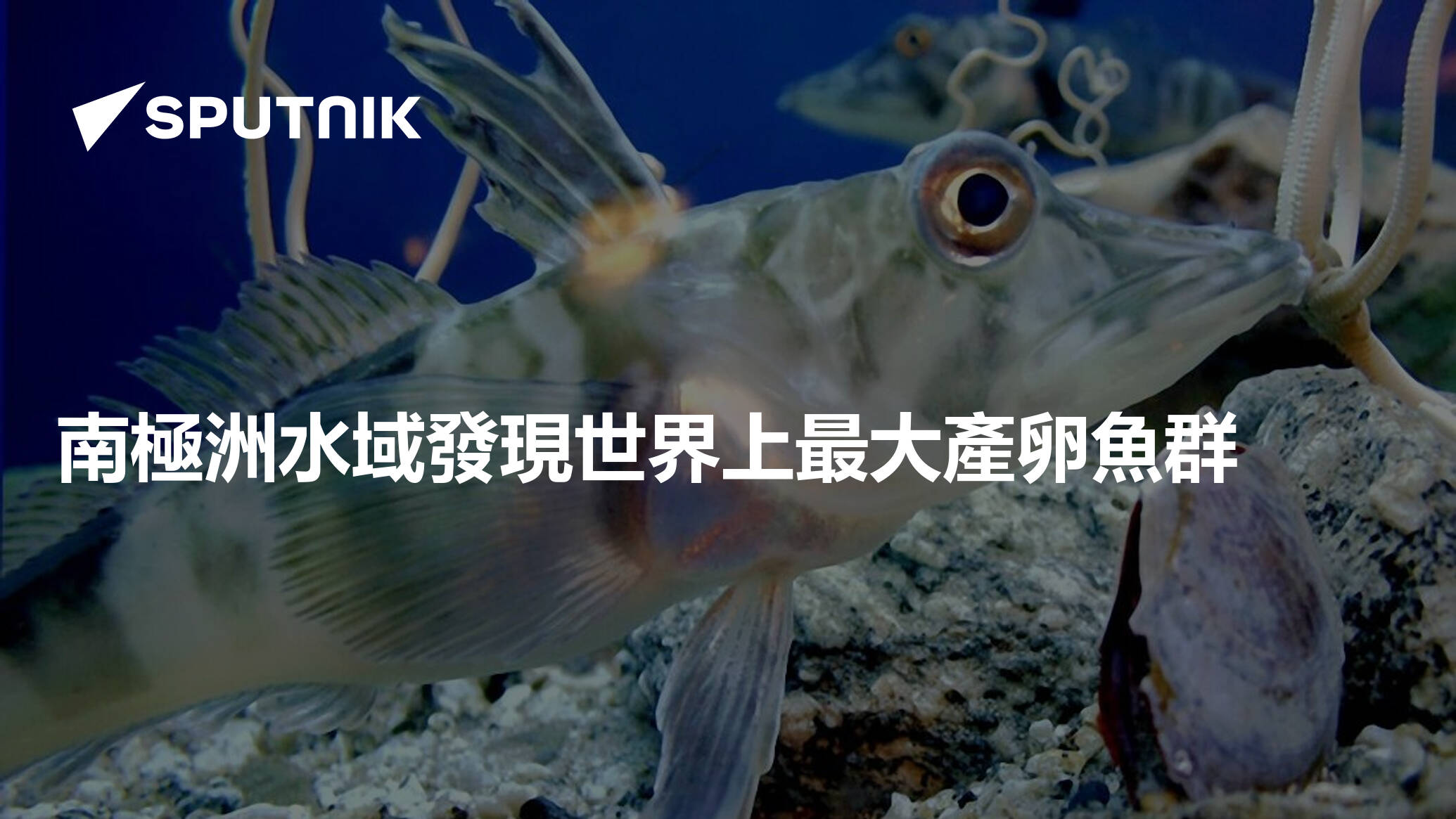 南極洲水域發現世界上最大產卵魚群