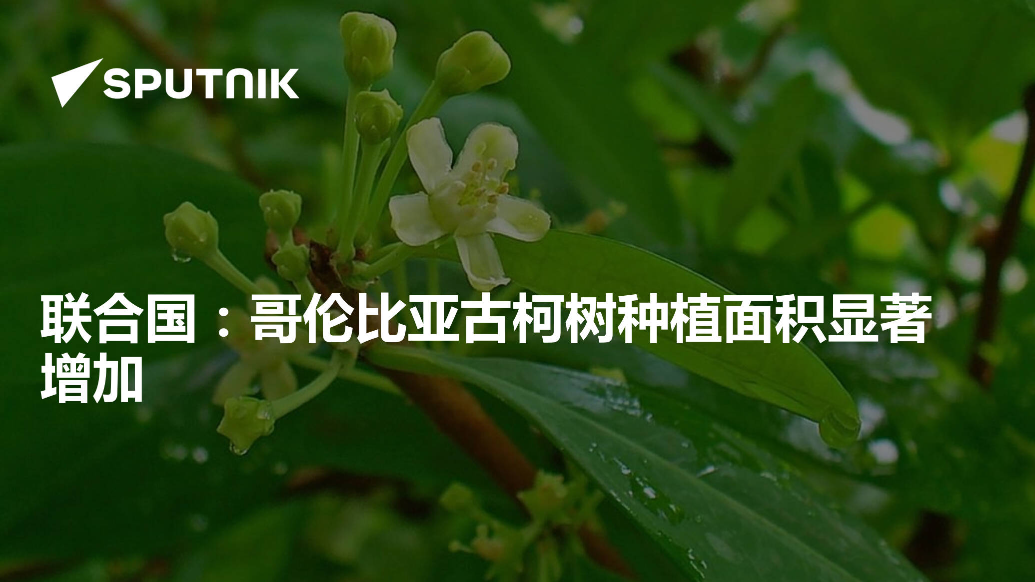 联合国：哥伦比亚古柯树种植面积显著增加 - 2018年9月20日, 俄罗斯卫星通讯社