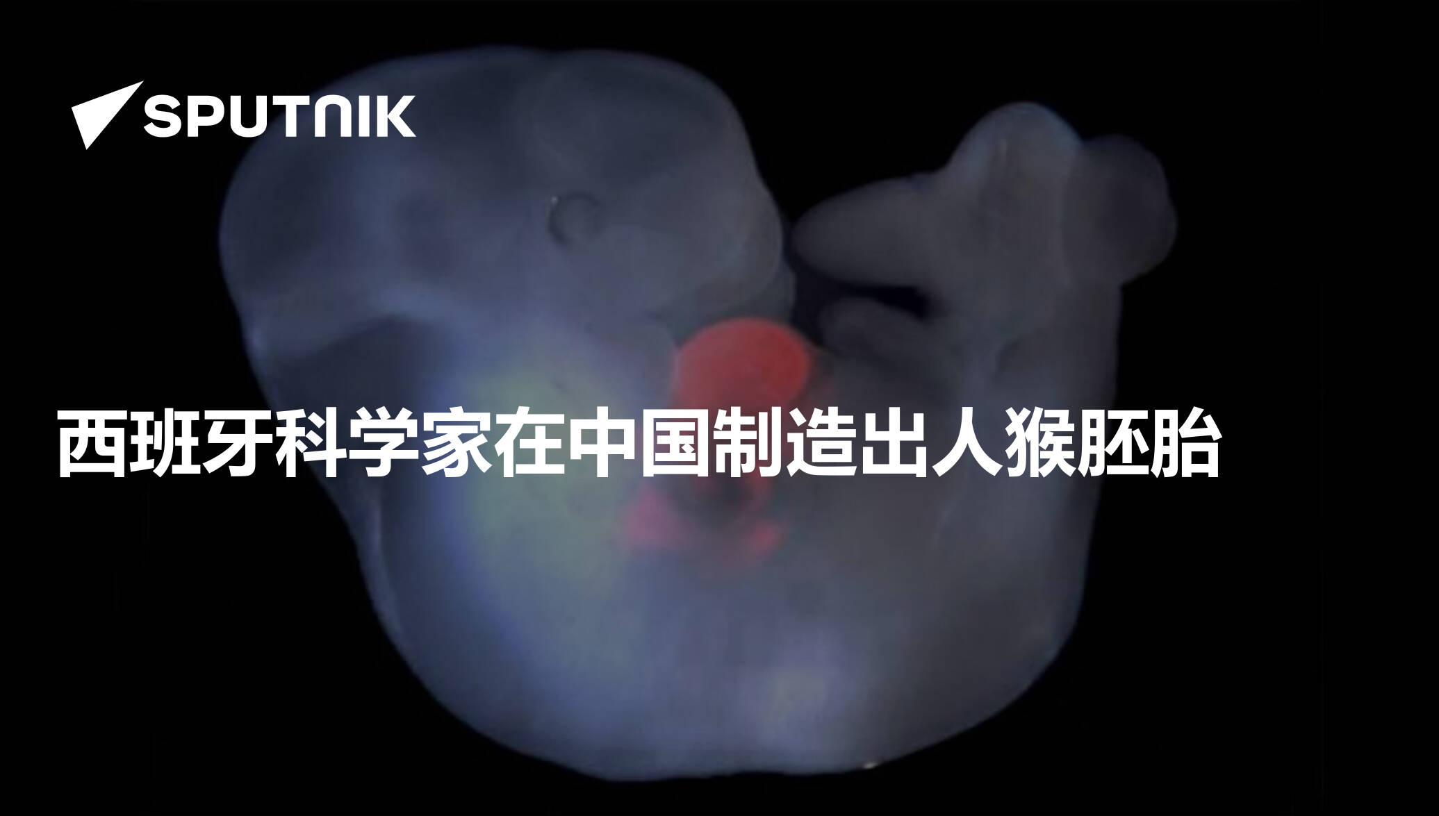 西班牙科学家在中国制造出人猴胚胎 - 2019年7月31日, 俄罗斯卫星通讯社