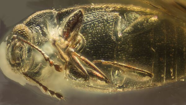 Российские ученые нашли в янтаре жука возрастом 39 млн лет - 俄羅斯衛星通訊社