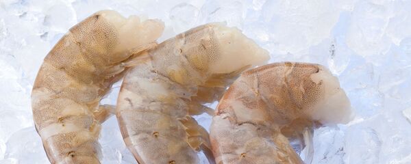 Белые креветки на льду - 俄罗斯卫星通讯社