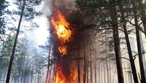 Лесной пожар - 俄罗斯卫星通讯社