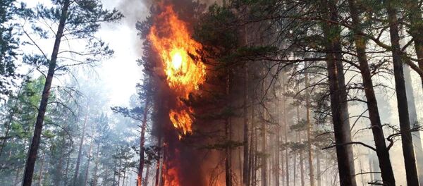 Лесной пожар - 俄罗斯卫星通讯社