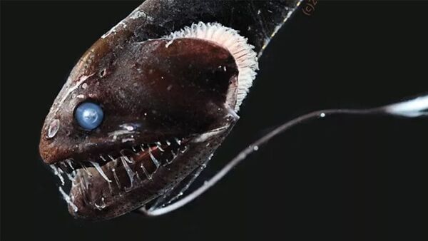 Обнаружены рыбы, чья кожа поглощает 99,95% света Обнаружены рыбы, чья кожа поглощает 99,95% света - 俄羅斯衛星通訊社