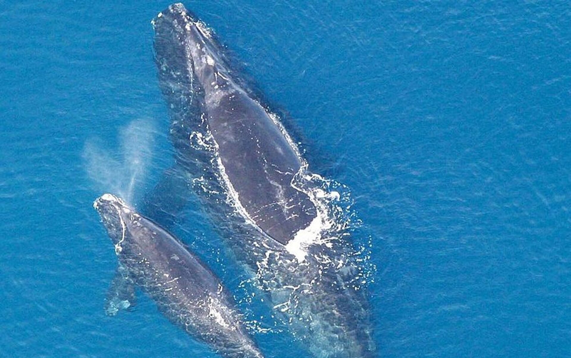 在新湾潜水的南露脊鲸，阿根廷瓦尔德斯半岛 (© Gabriel Rojo/Minden Pictures) | 必应每日高清壁纸 - 精彩,从这里开始