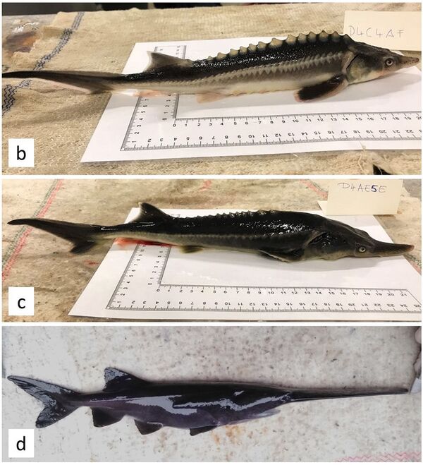匈牙利科學家培育出兩種瀕危魚類的雜交後代 (圖片) 匈牙利科學家培育出兩種瀕危魚類的雜交後代 (圖片) - 俄羅斯衛星通訊社