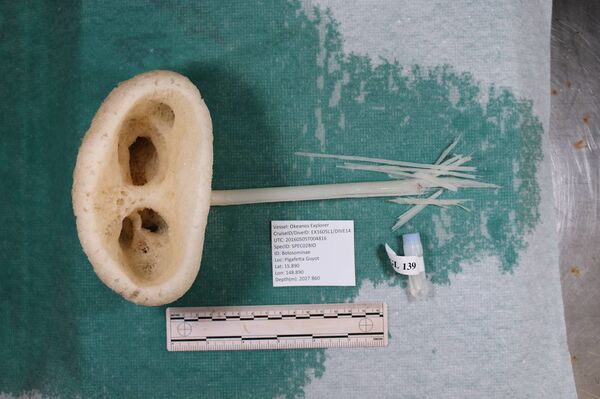 生物学家在太平洋发现“壮丽的外星人” （图片） - 俄罗斯卫星通讯社