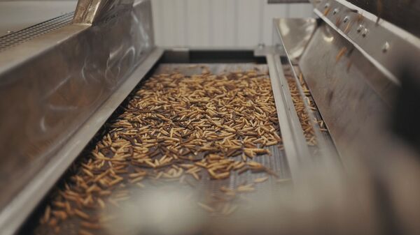 «你好，俄罗斯»节目：俄罗斯走在绿色经济道路上 - 俄罗斯卫星通讯社