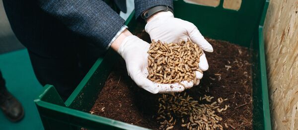 Линия досушки живой биомассы насекомых - 俄羅斯衛星通訊社