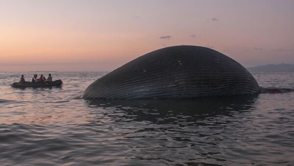 Гигантский кит. Индонезия - 俄羅斯衛星通訊社