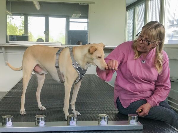 芬蘭研究人員：狗狗已學會識別新冠患者 （圖片） - 俄羅斯衛星通訊社