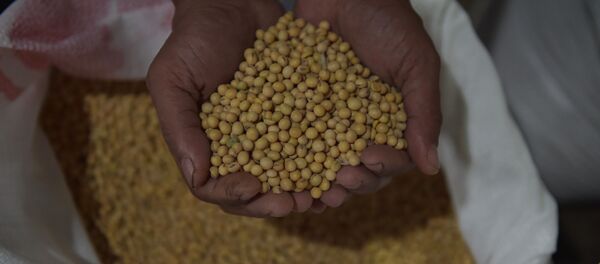 中国进口美国农产品破纪录 - 俄罗斯卫星通讯社