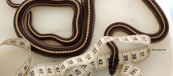 Одну из самых редких в России змей нашли в морском заповеднике Приморья Одну из самых редких в России змей нашли в морском заповеднике Приморья - 俄罗斯卫星通讯社