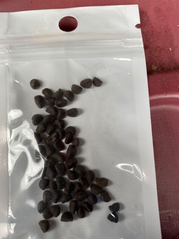 美国居民被从中国邮寄来的神秘种子邮包吓到 - 俄罗斯卫星通讯社