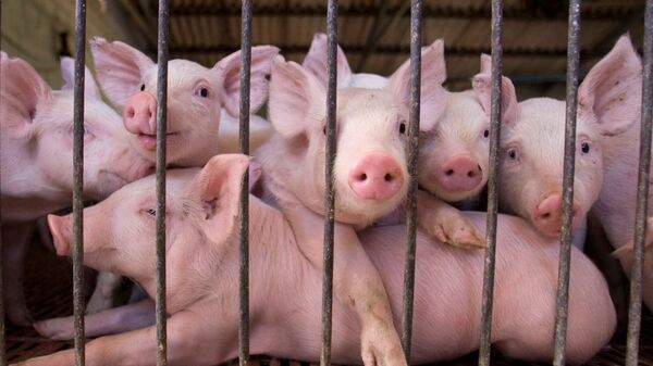 中国7月猪肉进口增长创下纪录 猪肉价格下降是否可期？ - 俄罗斯卫星通讯社