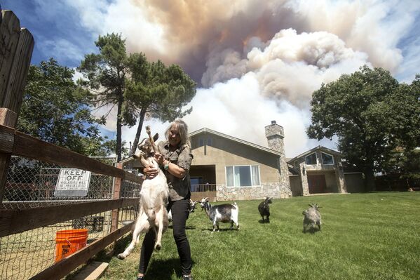 加利福尼亞州自然火災期間，一名女居民在救羊 - 俄羅斯衛星通訊社
