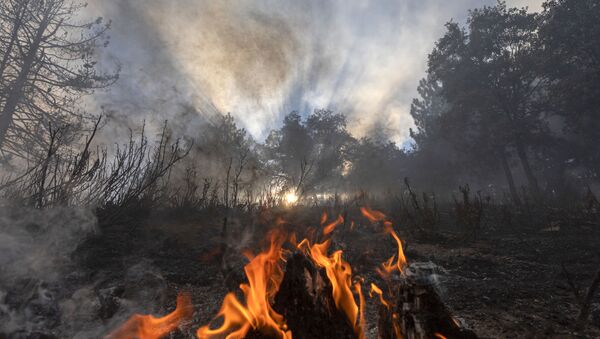 Пламя огня в лесу в Калифорнии  - 俄罗斯卫星通讯社