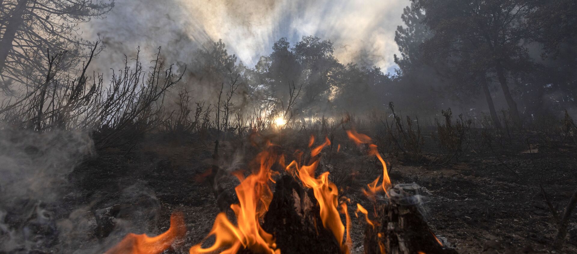 Пламя огня в лесу в Калифорнии  - 俄罗斯卫星通讯社, 1920, 23.10.2021