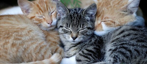 捷克乡村三只睡着的小猫 捷克乡村三只睡着的小猫 - 俄罗斯卫星通讯社