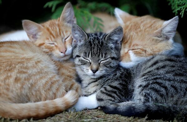 捷克鄉村三隻睡著的小貓 - 俄羅斯衛星通訊社