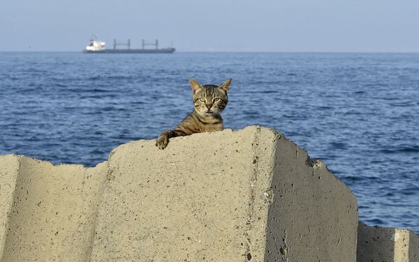 阿尔及利亚首都一只趴在海岸岩石上的小猫 - 俄罗斯卫星通讯社