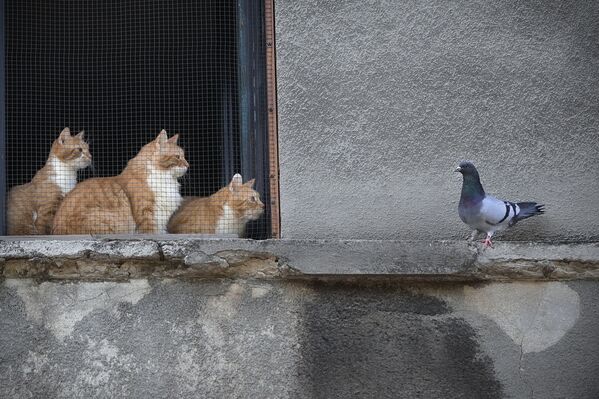 罗马尼亚布加勒斯特三只小猫探出窗外好奇地盯着鸽子 - 俄罗斯卫星通讯社