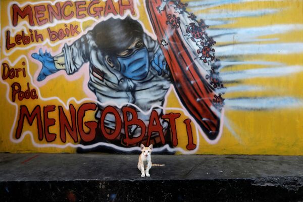 印度尼西亞雅加達郊外塗鴉牆下的小貓 - 俄羅斯衛星通訊社