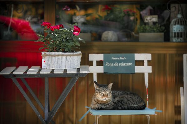 羅馬尼亞布加勒斯特一隻小貓趴在寫著“休息區”的椅子上
 - 俄羅斯衛星通訊社