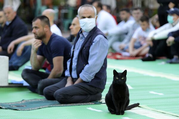 阿爾巴尼亞清真寺的一隻小貓與禱告人群

 - 俄羅斯衛星通訊社
