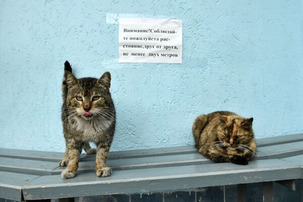 雅爾塔兩只貓咪也保持“社交距離” - 俄羅斯衛星通訊社