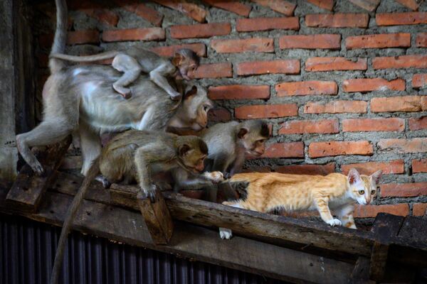 泰国废弃楼房里的猫咪和长尾猴 - 俄罗斯卫星通讯社
