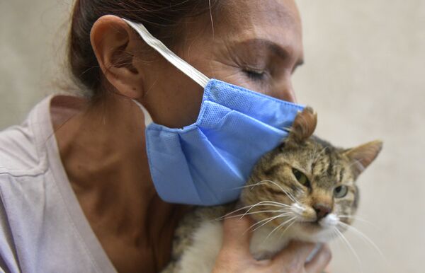 哥倫比亞志願者幫助新冠疫情無家可歸的貓咪 - 俄羅斯衛星通訊社