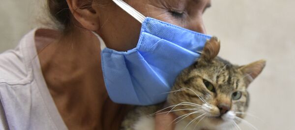 первый в Швейцарии случай COVID выявлен у домашней кошки, но опасности нет  - 俄羅斯衛星通訊社