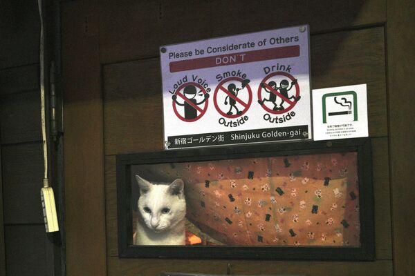 東京未營業酒吧里的一隻貓咪 - 俄羅斯衛星通訊社