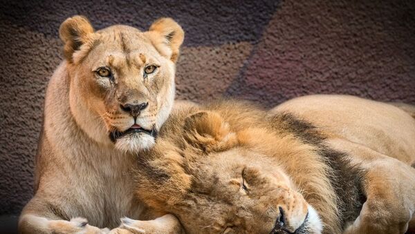 美國動物園在同一天安排一對獅子伴侶安樂死 - 俄羅斯衛星通訊社