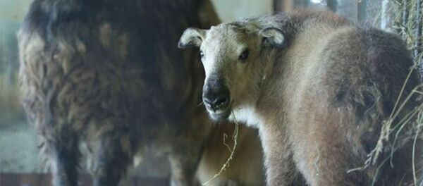 Редкий сычуаньский такин появился на свет в Московском зоопарке - 俄罗斯卫星通讯社