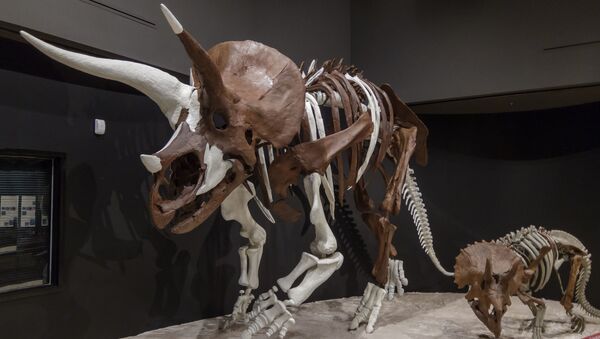 Скелет трицератопса в музее штата Монтана, США - 俄罗斯卫星通讯社