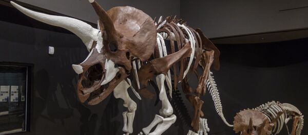 Скелет трицератопса в музее штата Монтана, США Скелет трицератопса в музее штата Монтана, США - 俄罗斯卫星通讯社
